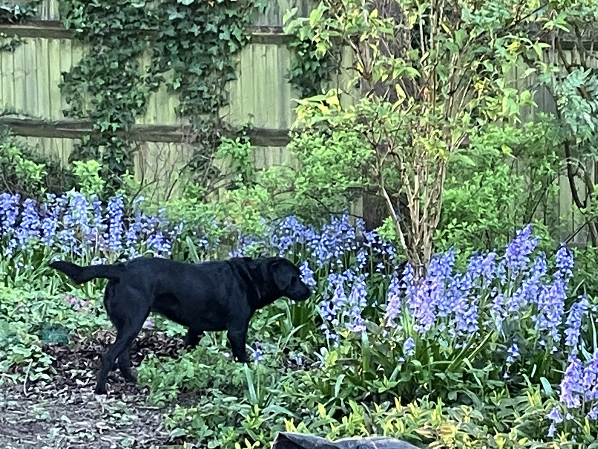 Black #Labrador amid #bluebells = perfection. #dogs #springtime 🌸