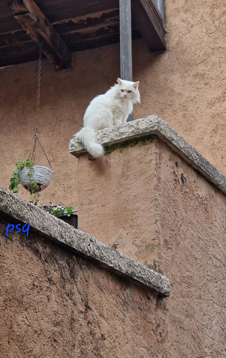 Gatto di Trento