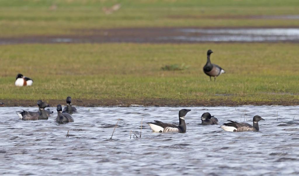 Black Brant at Long Bank currently + drake Green-winged Teal @spurnbirdobs 
@RareBirdAlertUK 
@BirdGuides