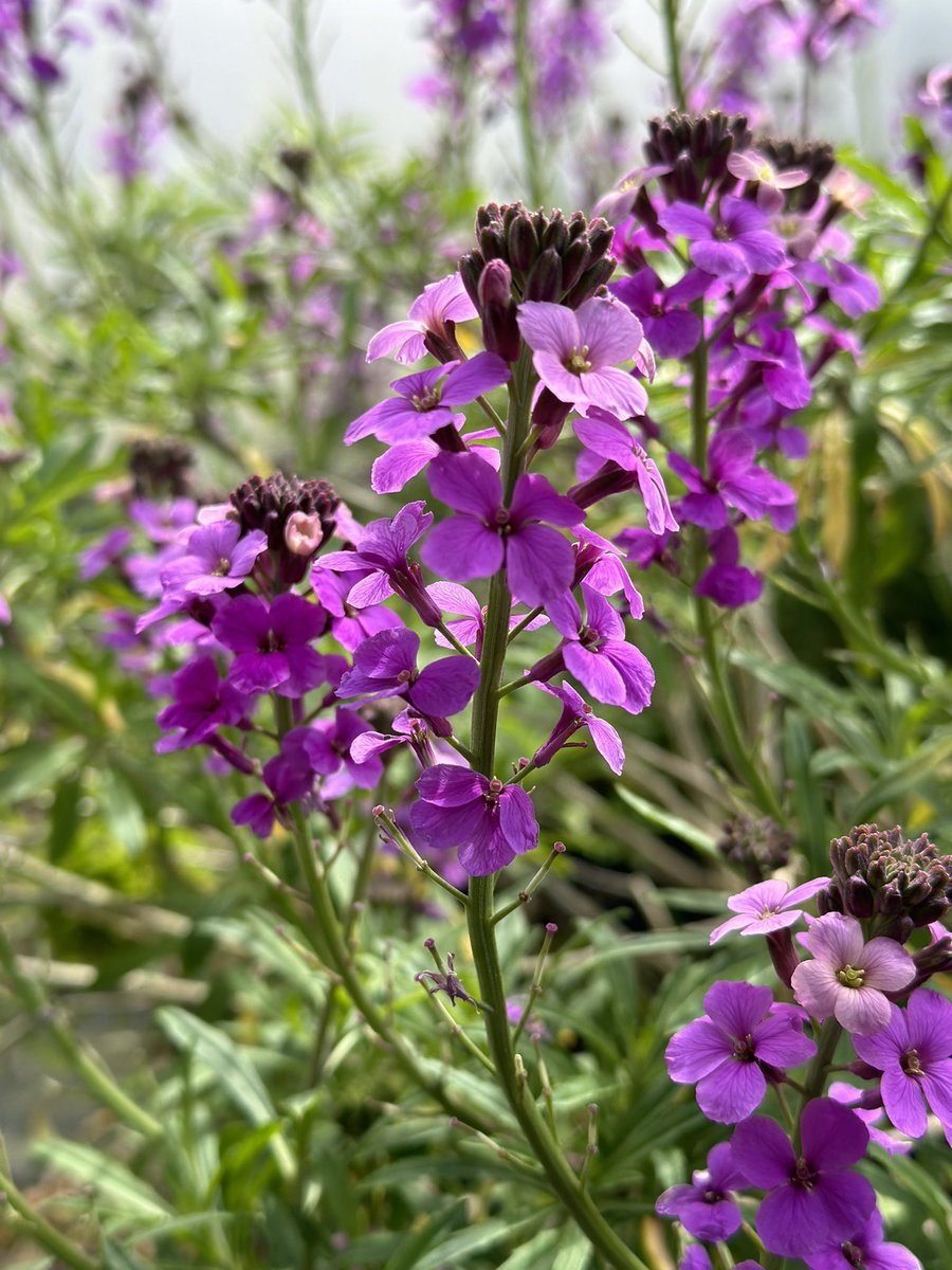 Erysimum ‘Ruston Royal’ really doing well at the moment despite the challenging weather! #erysimum #rustonroyal #eastrustonoldvicarage #wallflowers #hardyplants #purpleflowers #lilacflowers #springflowers #peatfree #seagatenurseries