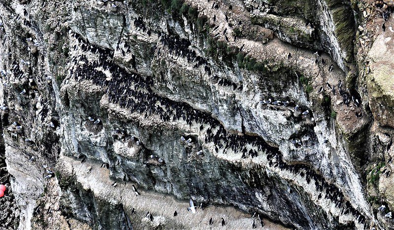 @xobreex3 #RockinTuesday thousands of Guillemots cling to the rocks at @Bempton_Cliffs