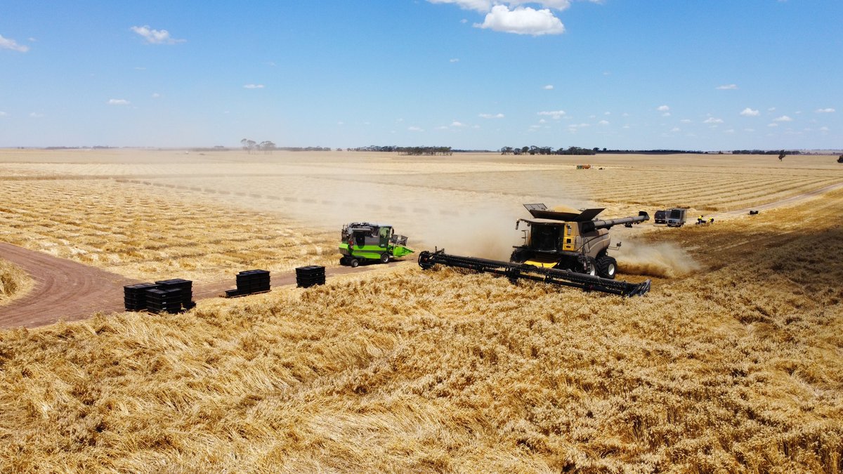 Western Australia has announced it will establish a 2024 Dry Season Taskforce to help address concerns as farmers in parts of WA experience challenging seasonal conditions. Growers can access info/resources via @DPIRDWA ➡️ ggl.pub/3Uj9BnY 📷 Kahli Gregorovich