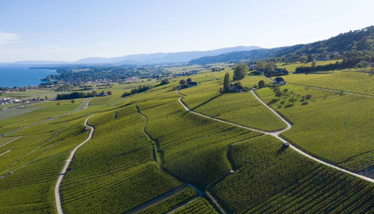 Delaying the timing of the first #HedgeTrimming is of limited technical value in #vineyard canopy management. Its impact on lateral shoot growth and must composition is minimal. ➡️ agrarforschungschweiz.ch/en/2024/04/lea…
