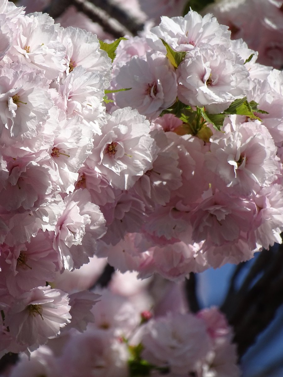 #地蔵院 さんへ月参り
八重桜満開です🌸🌸
綺麗です✨

⁡#キリトリセカイ⁡
⁡#ファインダー越しの私の世界⁡
#御朱印 #御朱印巡り #御朱印が好き
#花が好き #私の花の写真
#花のある景色  #花のある風景
#TLを花でいっぱいにしよう
#八重桜  #桜の咲く季節  #桜