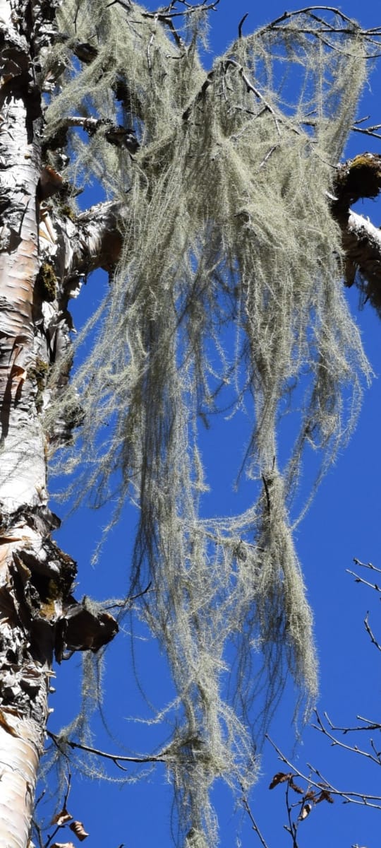 ukfrihaldwani's tweet photo. Old man's beard lichen(Dolichousnea longissima), as observed by us in high altitude region of #Chamoli; longest #lichen species of world, very sensitive to air pollution and hence a good #bioindicator; this fruticose lichen, grows under canopy of coniferous trees, and used in decoration, folk medicine and as dye