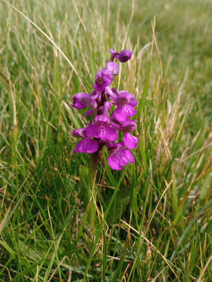 Close-up of a Green-winged Orchid. #springwatch #wildflowerhour #orchids #ukorchids #twitternaturecommunity #twitternaturephotography #purple #greenwingedorchid