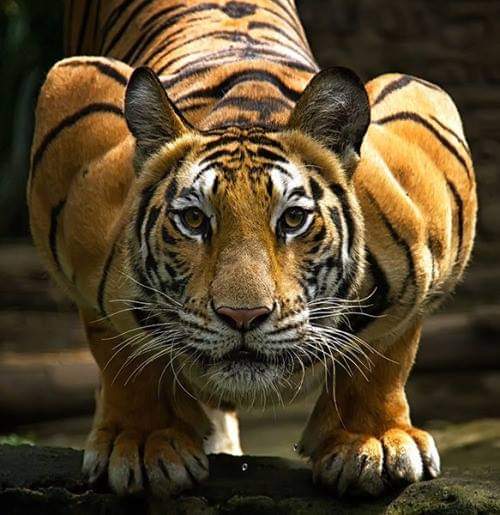 Crouching Tiger