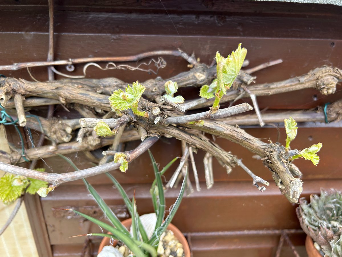 grape vine starting to leaf. driftwoodbysea.co.uk #sussex #gardening