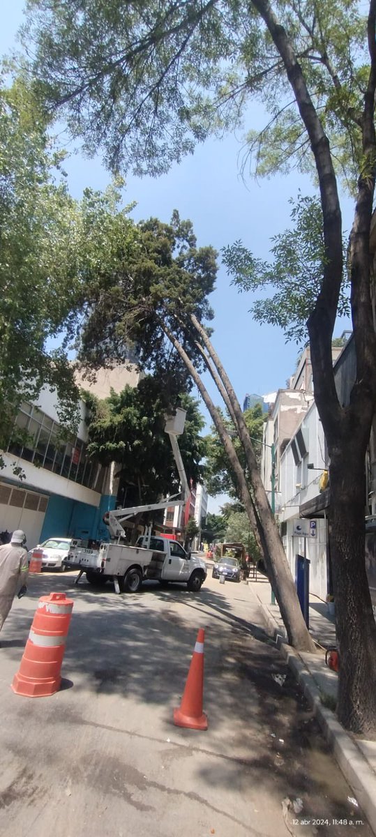 AlbertoZam10865's tweet photo. @josesantosxx @LaColoniaJuarez @AlcCuauhtemocMx @SandraCuevas_ Era un árbol en riesgo que tenía inclinación considerada y que estaba a punto de desgajarse https://t.co/CwBmqtMqkL