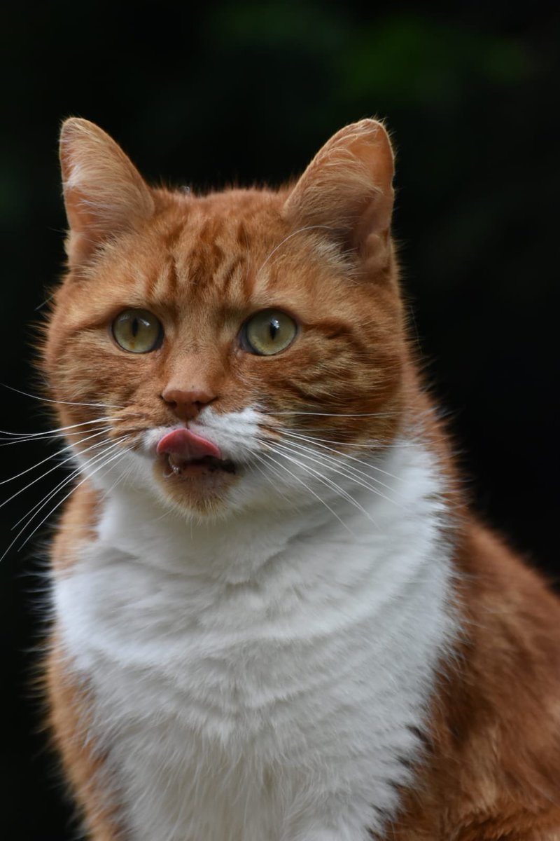 What treats get your tongue out? #tongueouttuesday #CatsOfTwitter #CatsOfX #catsofinstagram #cat