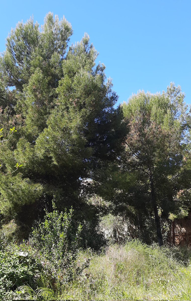 batecdevilanova's tweet photo. Després de més d'una dècada de lluita veïnal per a protegir el Bosquet de Baix a mar, s'obre una porta a la il·lusió.

Un projecte de l' @ApmaGarraf per renaturalitzar un espai verd únic de gran valor mediambiental i paisatgístic. 

Una illa natural en ple centre urbà.
🌳🌳🌳🌳🌳 https://t.co/B5DJwb8iwv