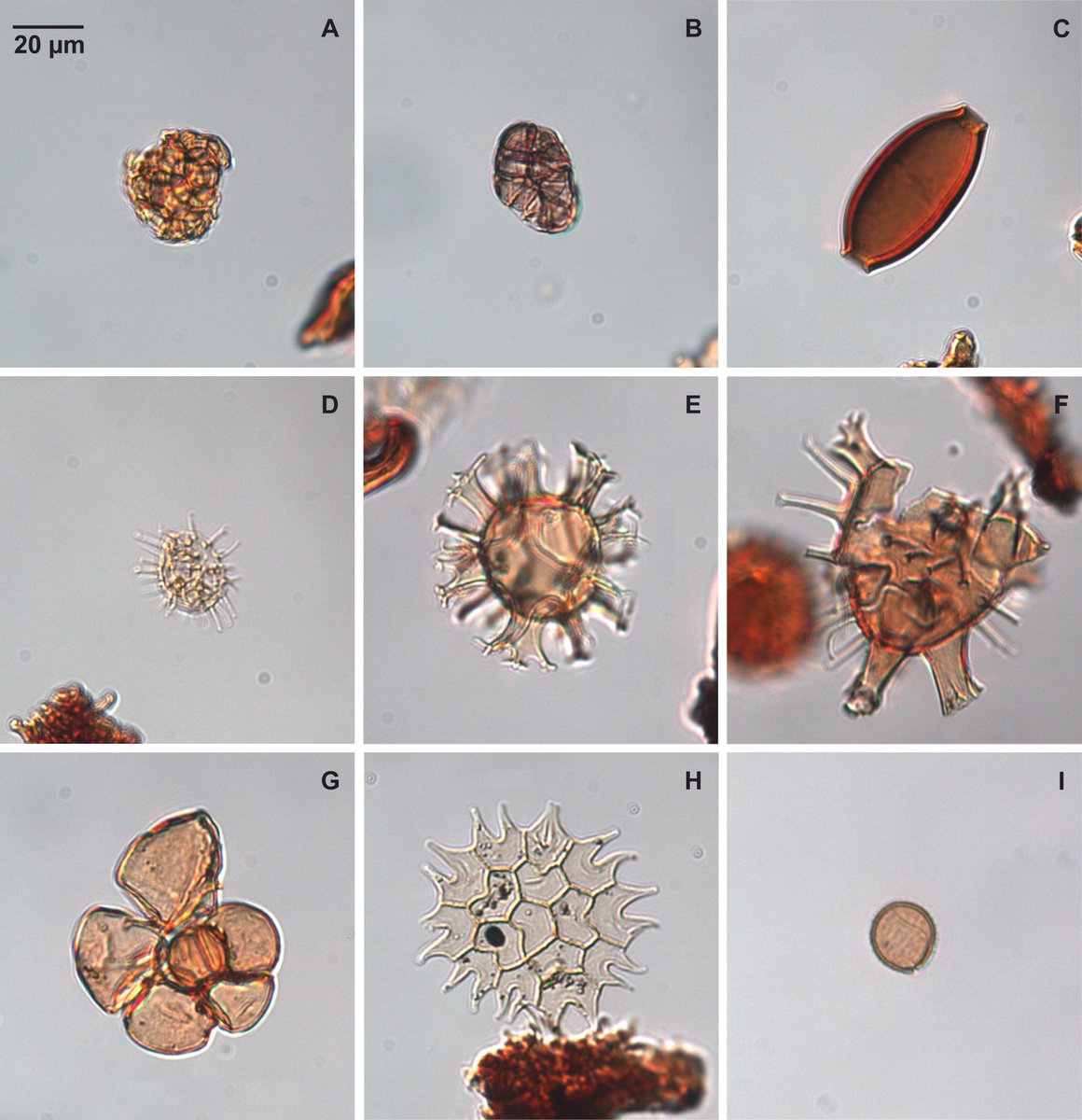 A new paper from our <a href="/HighTideLowTid1/">High Tide Low Tide</a> #GOA project <a href="/ugent/">UGent</a> authored by our #geological #gem Coralie André is now published in the Journal of Archaeological Science Reports. She studied the cross section of a #dike at the #medieval #harbour of Mude in the #Zwin area near #Bruges