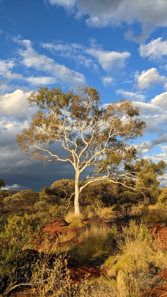 Ghost gum in the evening glow - Finke Gorge National Park/ West Macdonnell Ranges #hiking #thicktrunktuesday #naturelovers