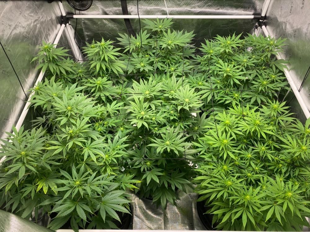 My first grow is still in flower and doing great! #Kushgrower🌱#CanaKush buff.ly/3aSjMtd