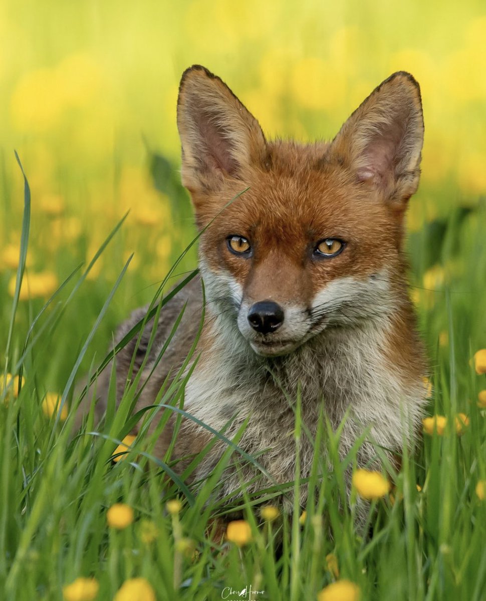 Buttercup season . Your #FoxOfTheDay from @ckh_photographs on Instagram