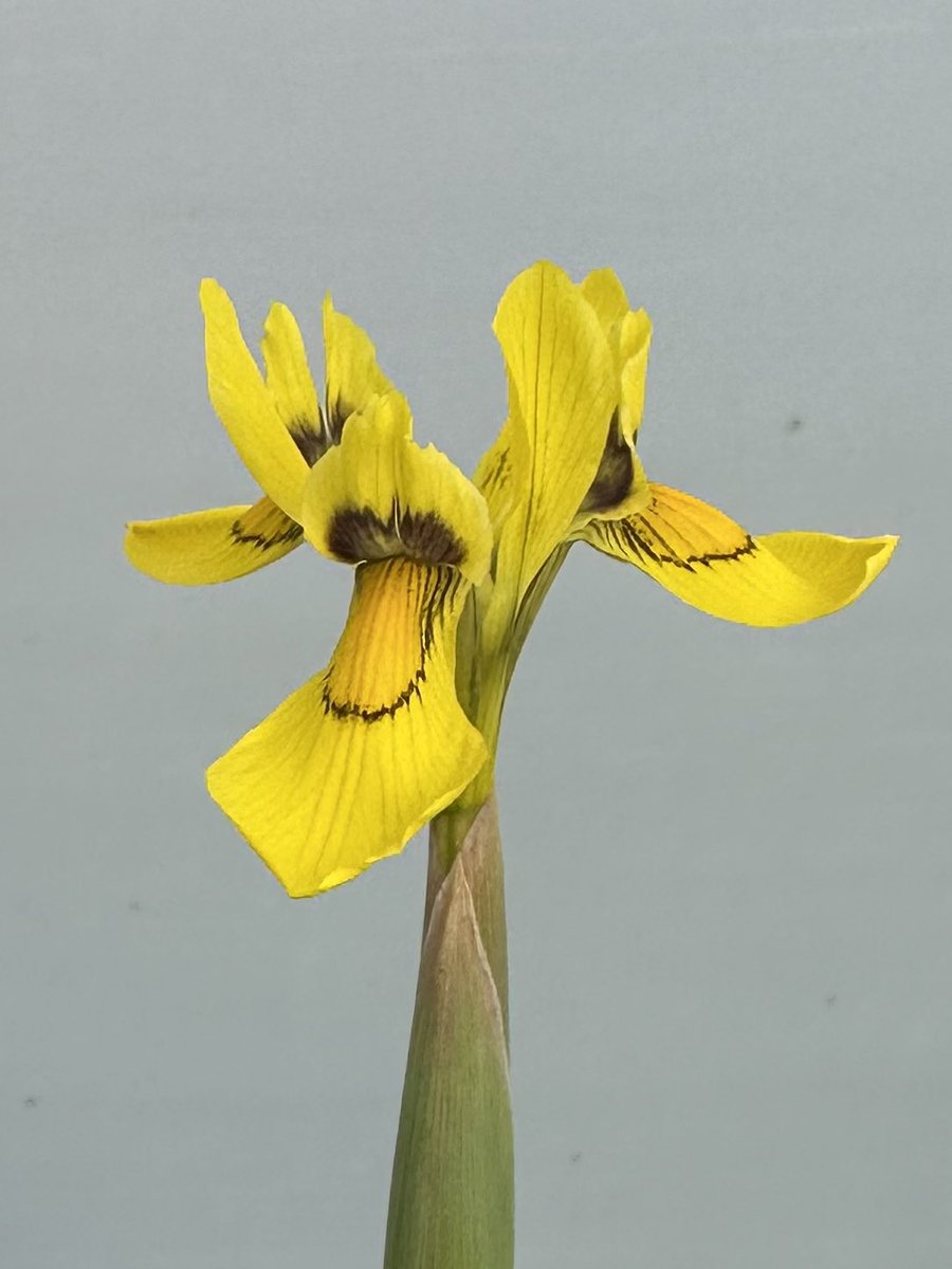 Moraea huttonii putting its first flowers out early, plenty more to come but like many things seem a little confused at the moment! #moraeahuttonii #moraea #irisfamily #yellowflowers #hardyplants #peatfree #springflowers #earlybird #springseason #seagatenurseries