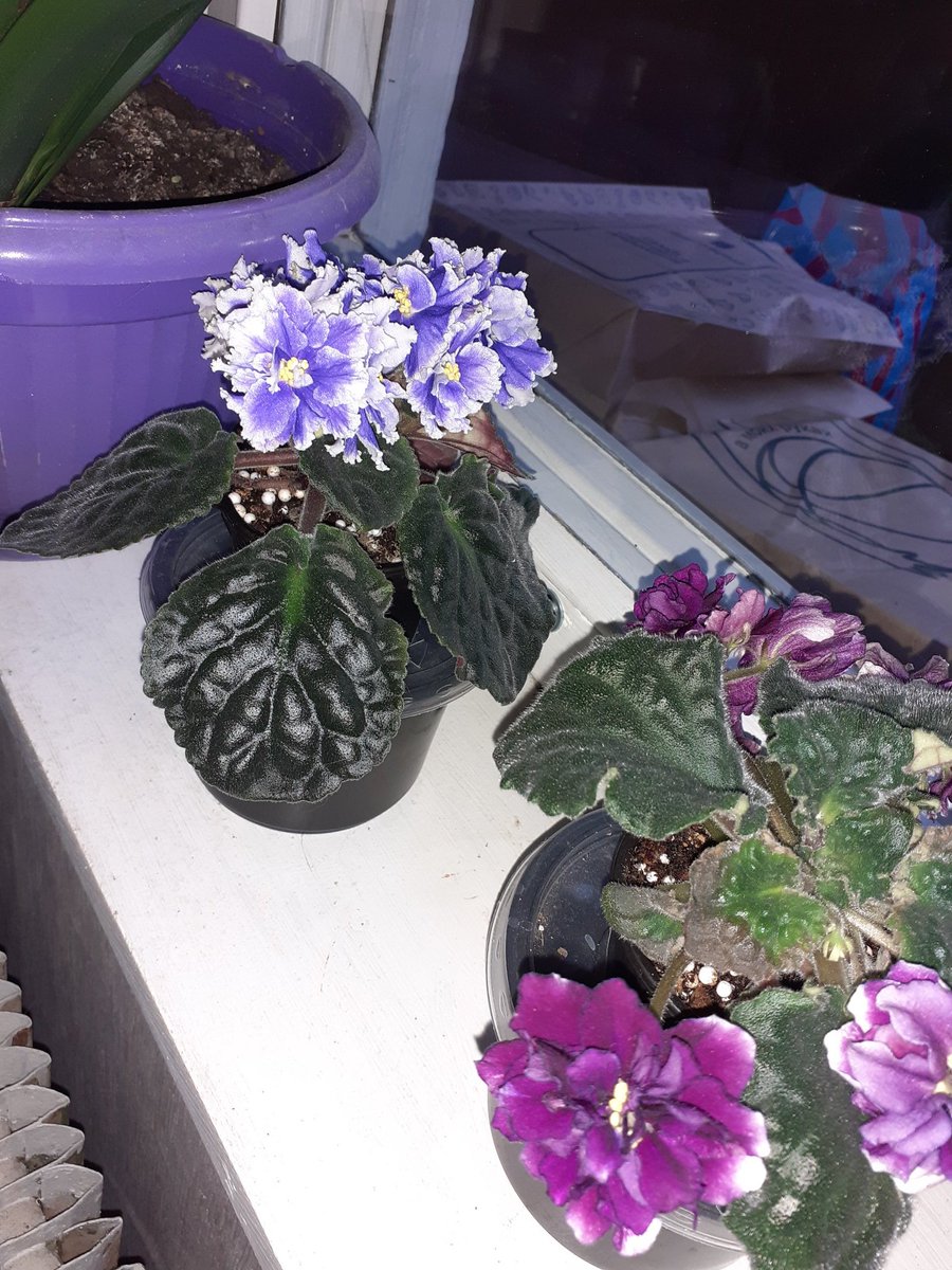 mango_tango_0's tweet photo. Теперь на моем подоконнике растёт эта красота, мама постаралась ❤ https://t.co/7FHbNN4804