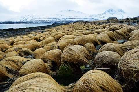 Rare Image of where Donald Trump grows his hair, Tromsø, Norway
