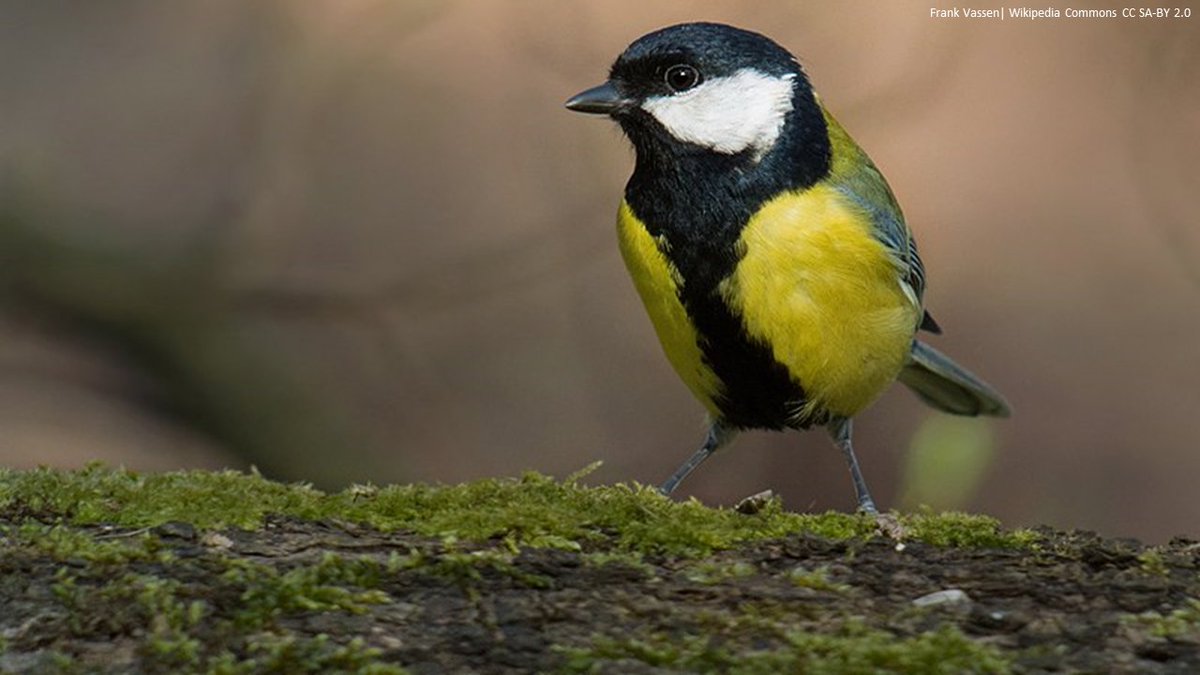 How to solve novel problems: the role of associative learning in problem-solving performance in wild great tits | Animal Cognition | link.springer.com/article/10.100… | #ornithology