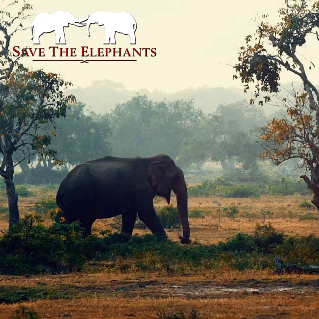 As we celebrate #SaveTheElephantDay, let's raise awareness about the critical challenges facing these gentle giants. #ElephantConservation #ProtectOurGiants #SaveTheElephants #lionmountaintv