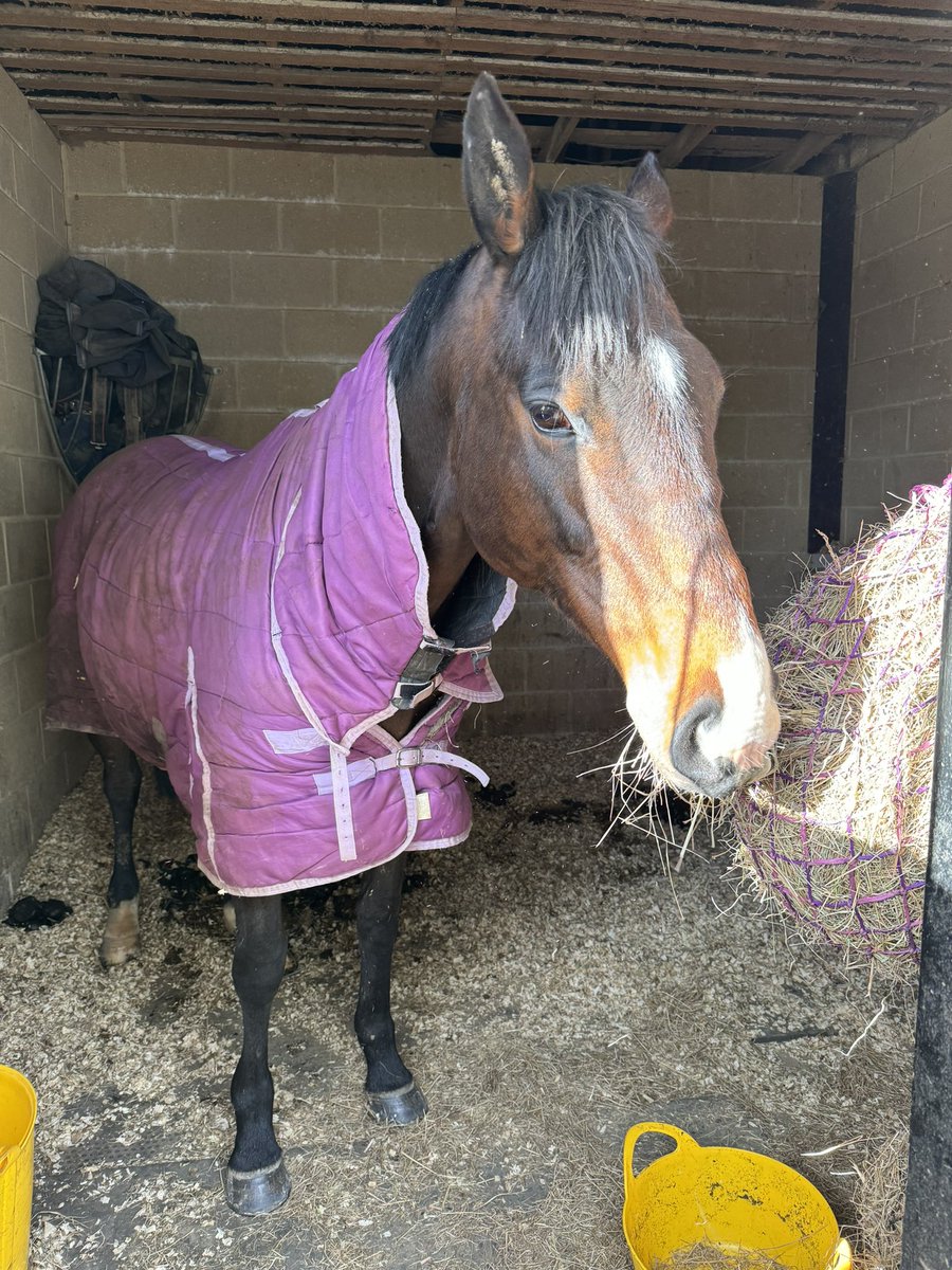 Today is the day I’ve been waiting for for a while now! The osteopath is coming and hopefully we’ll be able to find out some answers as to what might be going on with Violet. Thank you to @racehorsesrace1 who has been helping me from across the way via twitter!