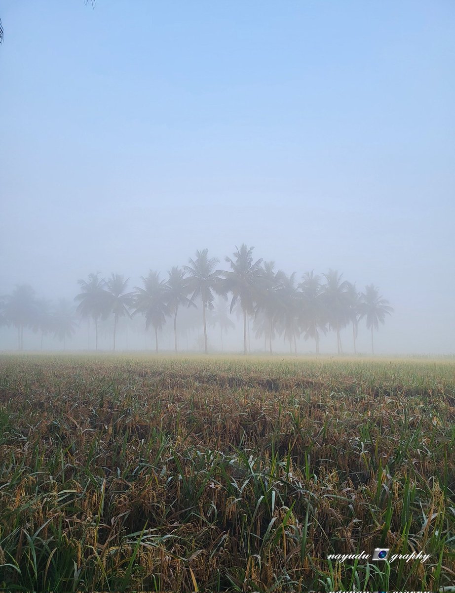 #Konaseema #Amalapuram #Sakinetipalli #Atreyapuram #Eastgodavari #Vizag #Nature #Naturelover #Naturebeauty #Naturephotography #Greenary #Morningvibes #Eveningvibes #Village #Villagephotography #Farming #Agriculture #Sunrise #Sunset #Andrapradesh #India