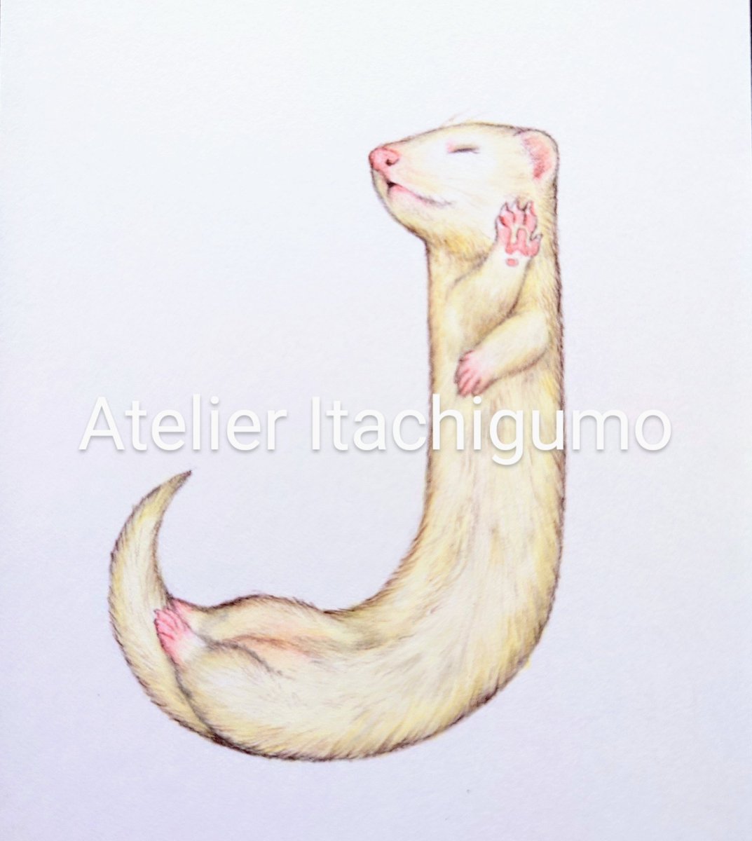 「フェレットJ#ferret #色鉛筆 」|内藤惠【アトリエいたち雲】のイラスト