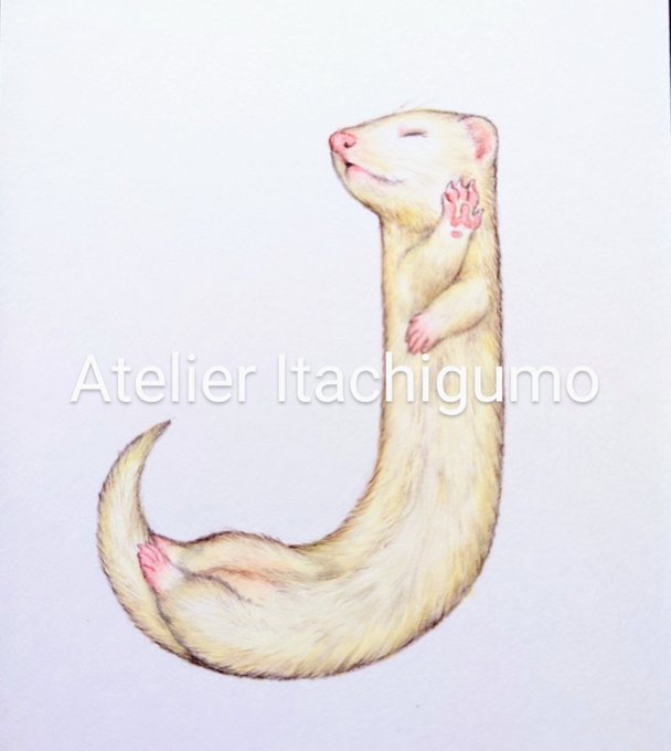 「ferret」 illustration images(Latest))