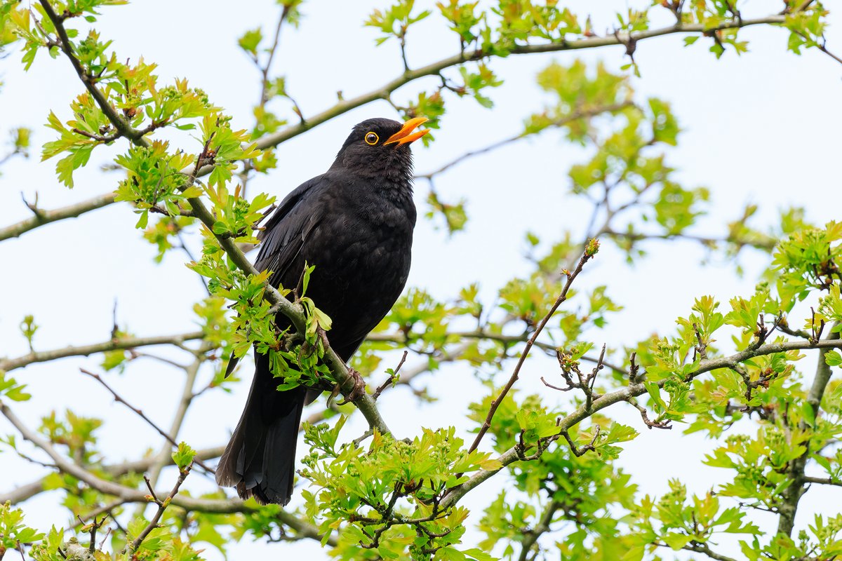 Robert Kelly tweet media
