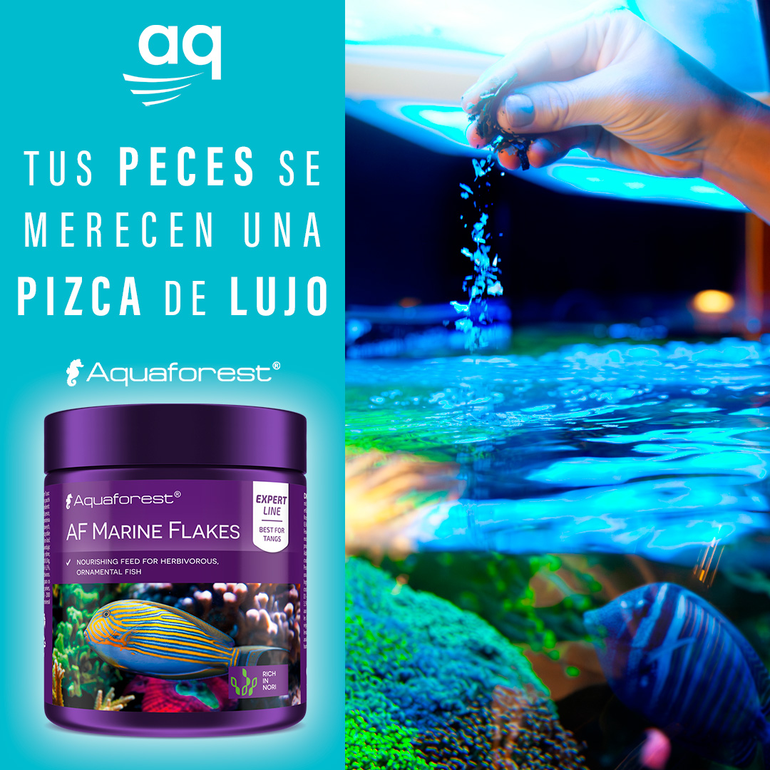 aqmarine's tweet photo. ¡Dale a tus peces lo mejor! 🐠

AF Marine Flakes de @aquaforest.eu es un alimento repleto de algas nori y espirulina. Esta mezcla única mantendrá a tus peces en plena forma.

#fishfood #aquaforest #poweredbyaquaforest #reefers4reefers #reefaquarium #reef2reef #corals #sps #lps https://t.co/VRUh9km3ZP