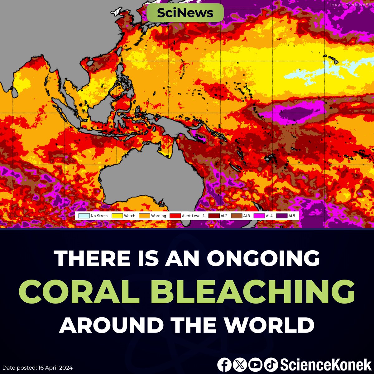 BREAKING: @NOAA confirms that the world is currently experiencing a global coral bleaching event. From February 2023 to April 2024, widespread coral bleaching has been documented in every major ocean basin, with expected severe impacts on marine ecosystems and livelihood.