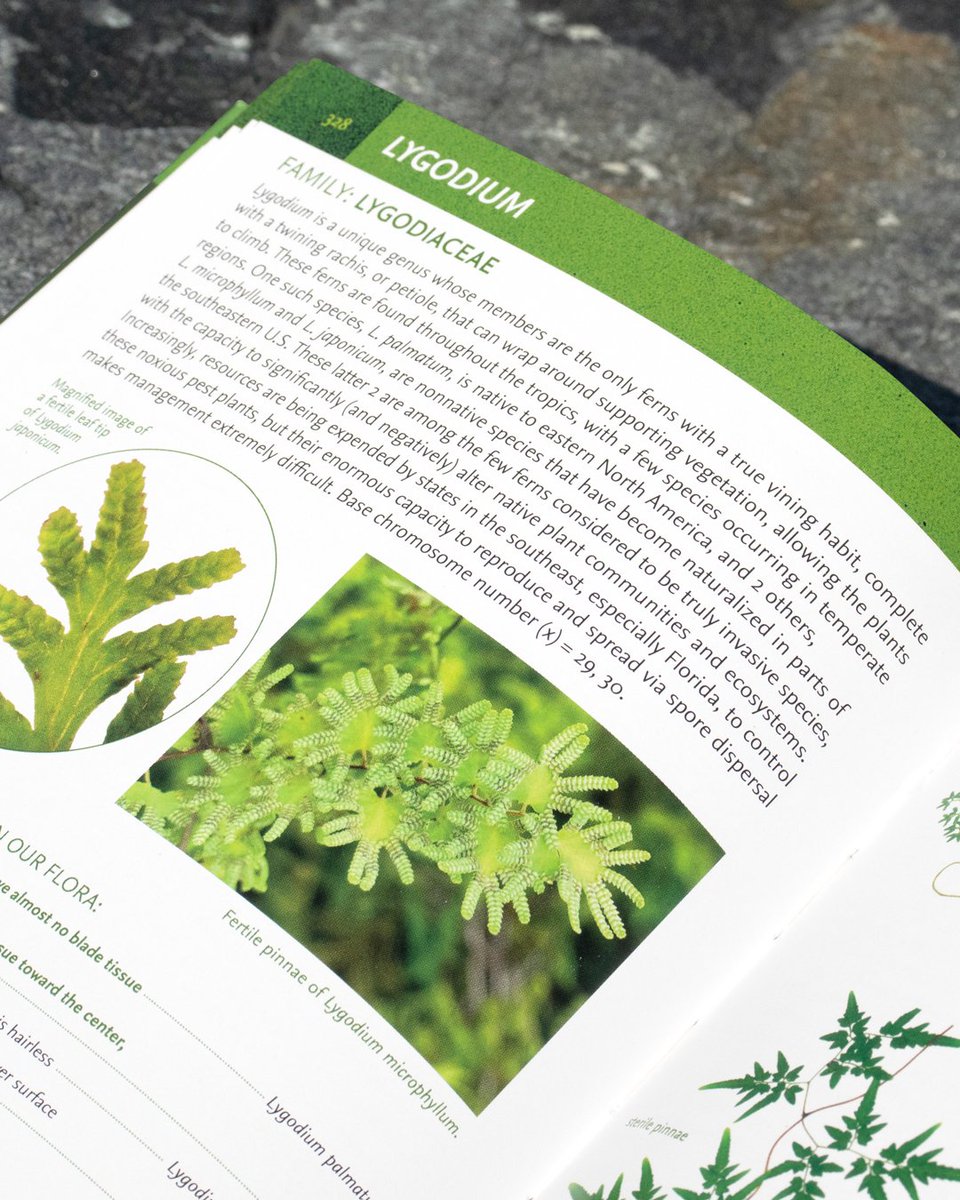 Now available worldwide, Ferns, Spikemosses, Clubmosses, and Quillworts of Eastern North America by Emily Sessa is a richly illustrated photographic field guide to the ferns and lycophytes of the eastern United States and Canada. Explore a free sample: hubs.ly/Q02lQW-60