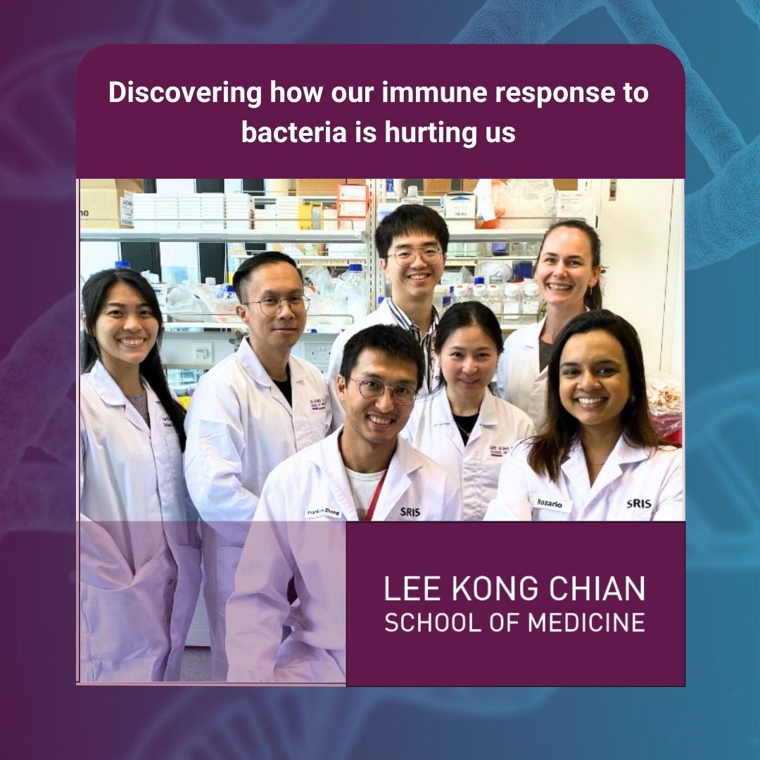 Did you know our immune response to bacteria can 'hurt' us? Researchers from NTU LKCMedicine & University of Toulouse decode how bacteria trigger inflammation, revealing insights into chronic diseases & autoimmune disorders. 🔬🧬 Read more: ntu.edu.sg/news/detail/di… #LKCMedicine
