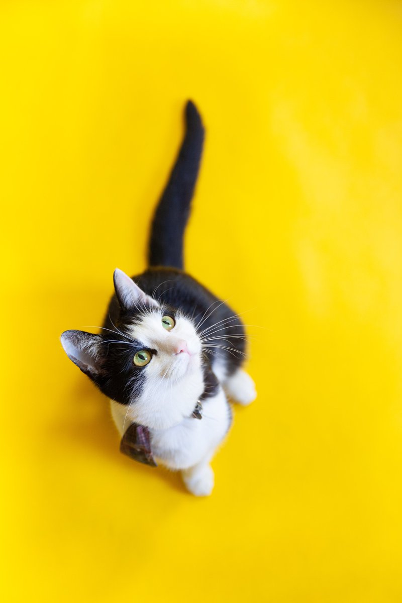 📢 Calling all WA Local Governments! We want to hear your thoughts on pet cat containment laws. A statewide survey is now underway. Ask your Local Government if they've responded yet. We look forward to sharing the results with you soon.