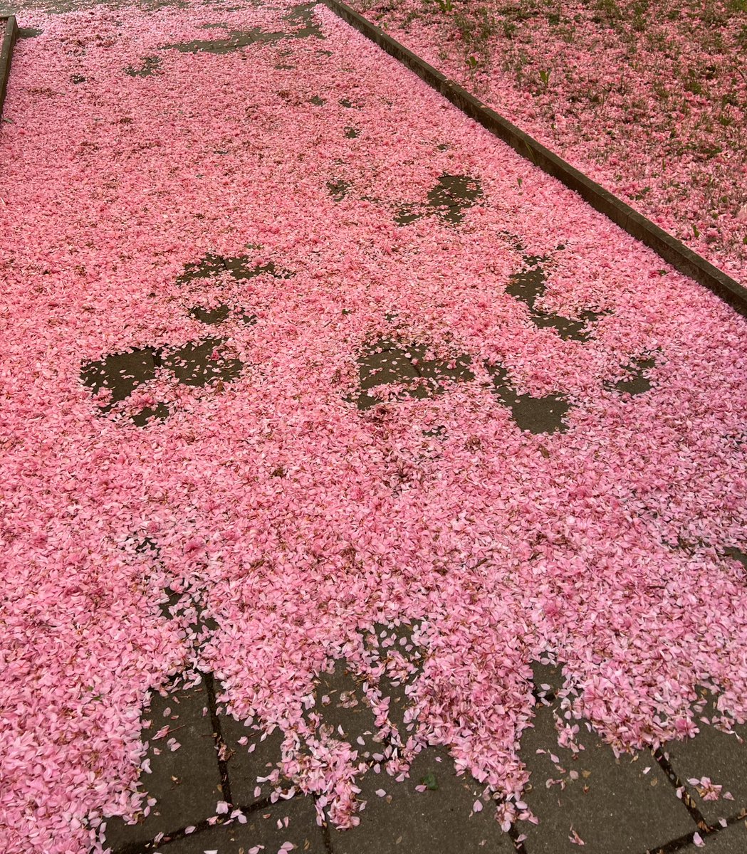 FleurianneB's tweet photo. Feeling like a princess every morning with a doorstep draped in blossoms. Chemnitz-Spring, you have my heart! 🌸 #SpringDelight #FloralWelcome #Chemnitz https://t.co/szRtniou78