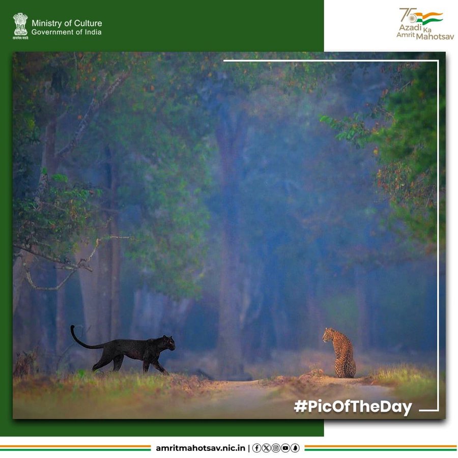 #picoftheday 

 📍Nagarahole Tiger Reserve, #Karnataka 

IC: shaazjung (Instagram)

@MinOfCultureGoI @incredibleindia @tourismgoi @CMofKarnataka @KarnatakaWorld #IncredibleIndia #mainbharathoon #dekhoapnadesh #CultureUnitesAll #karnatakatourism