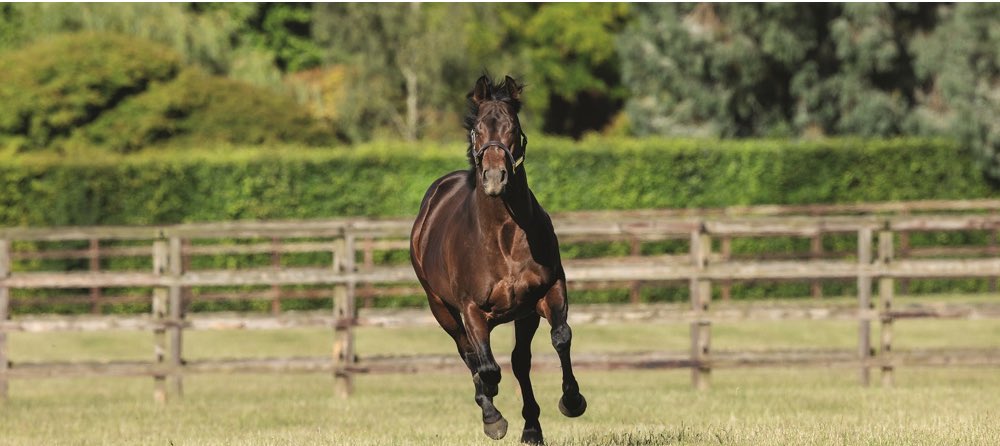 “My Pinatubo colt looks very sharp” “I’ve got a ripper of a Golden Horde colt” “My Hello Youmzain has a brilliant attitude – if they all have his attitude, then they will be ok” Find out which first-crop sires are impressing the breeze-up sector @BrzUps theownerbreeder.com/stories/breeze…