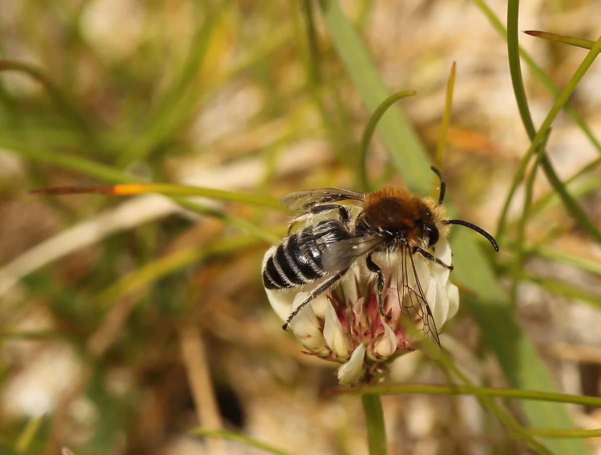 Please can anyone tell me how many solitary bee species are currently on the UK BAP list? It was 13 a few years back (including the beautiful Northern Colletes bee) but I wonder if that number has changed? Thank you.