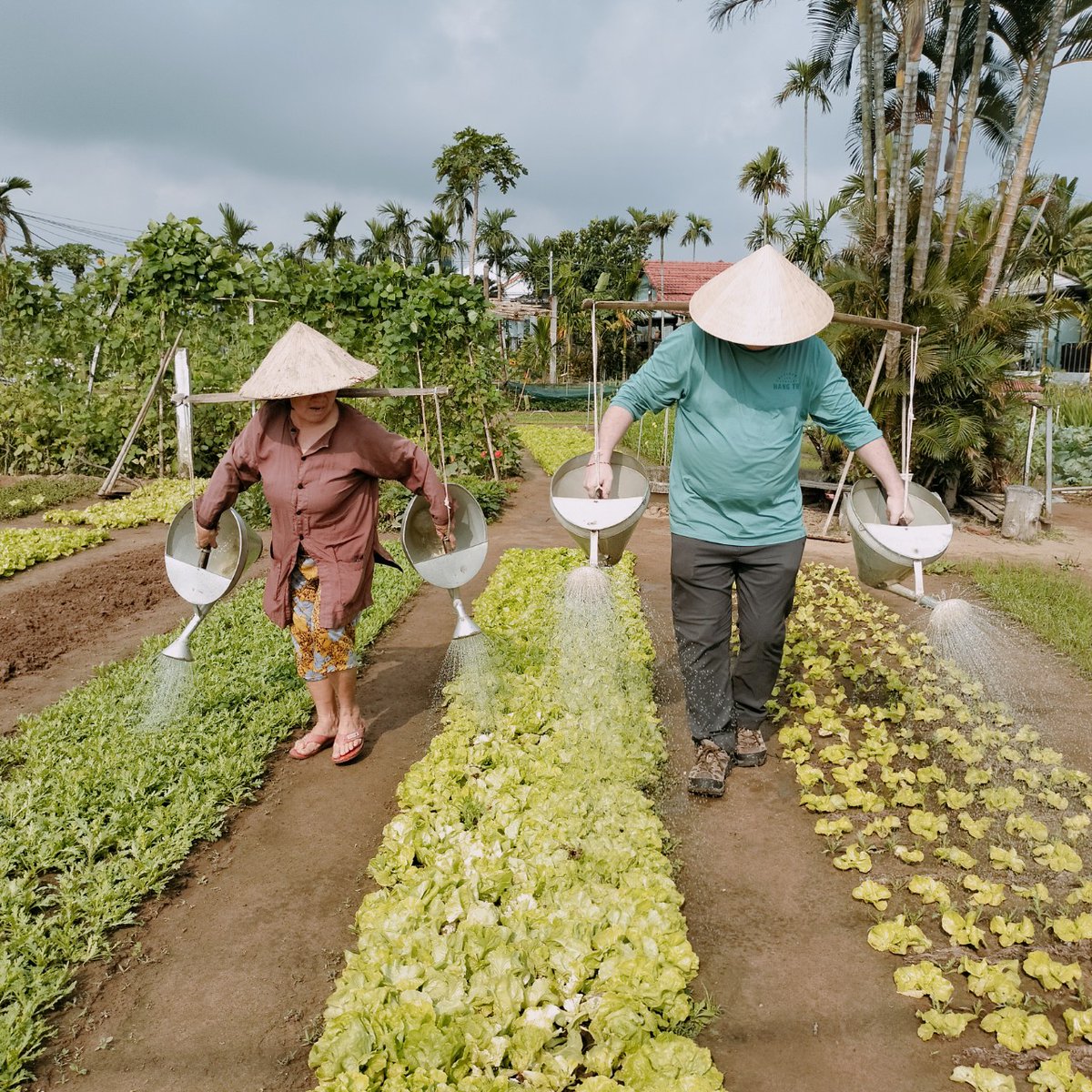 halong_vietnam_'s tweet image. 🌿 Experiencing the timeless charm of Hoi An while diving into the rich agricultural traditions. 🌾
Website: travelauthenticasia.com
halongvietnamtours.com
#travelauthenticasia #southeastasiatrip #beautifuldestinations 
#HoiAnHarmony #FarmToTableExperience