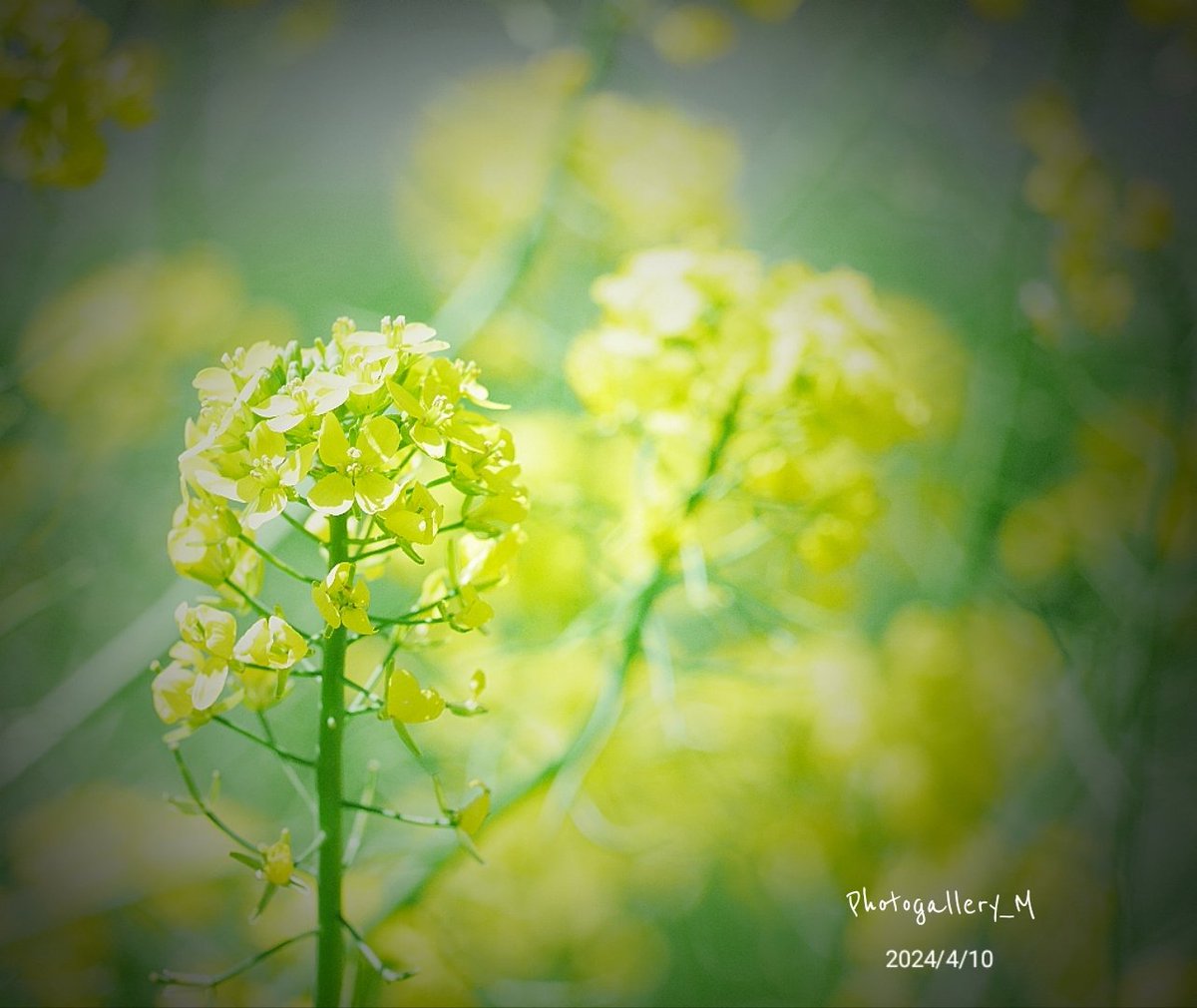 🧡  菜の花

#菜の花
#花フォト
#写真が好き