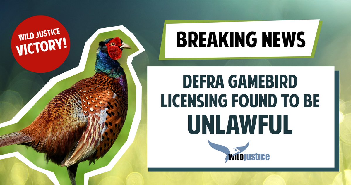 NEWS: A Wild Justice victory! Defra has conceded that some of their gamebird licensing was unlawful. Ministers did not adhere to the legal requirements of the Habitats Directive and the advice of Natural England. Read the full story in our blog: wildjustice.org.uk/gamebird-relea…