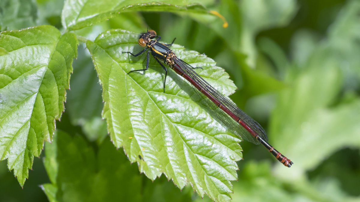 A strong emergence of Large Red Damselflies in West Sussex over the weekend. Both Ebernoe Common and Pulborough Brooks supplied these examples for myself and @lisagsaw . @SussexWildlife @BDSdragonflies