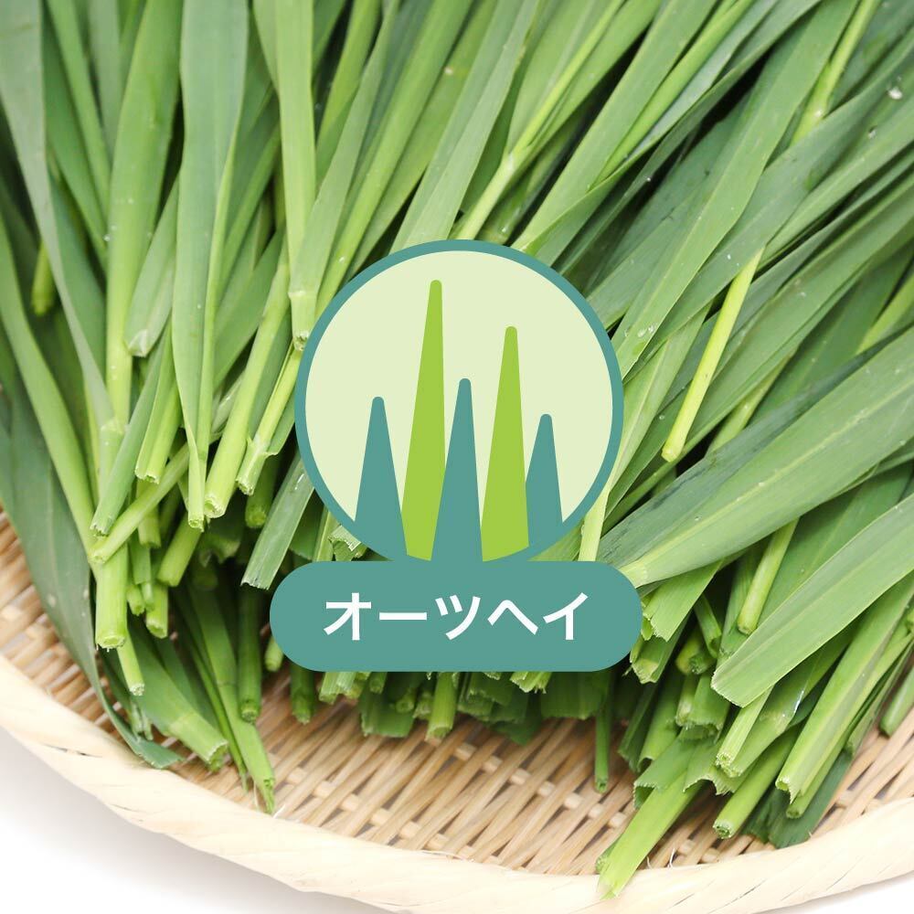leaf_usayama's tweet photo. 4/16現在のチャームで販売中の生牧草情報です！
国産牧草＆生牧草はただ今チャームでお祭り開催中！🥳
大麦若葉は穂が出てきてしまったため、お休み中です

https://t.co/uLE04JZ9ad

#usayama #国産 #牧草 #生牧草 #自社 #おやつ #小動物 #動物 #ペット #うさぎ #モルモット #チンチラ #デグー https://t.co/J5Ceukwcru