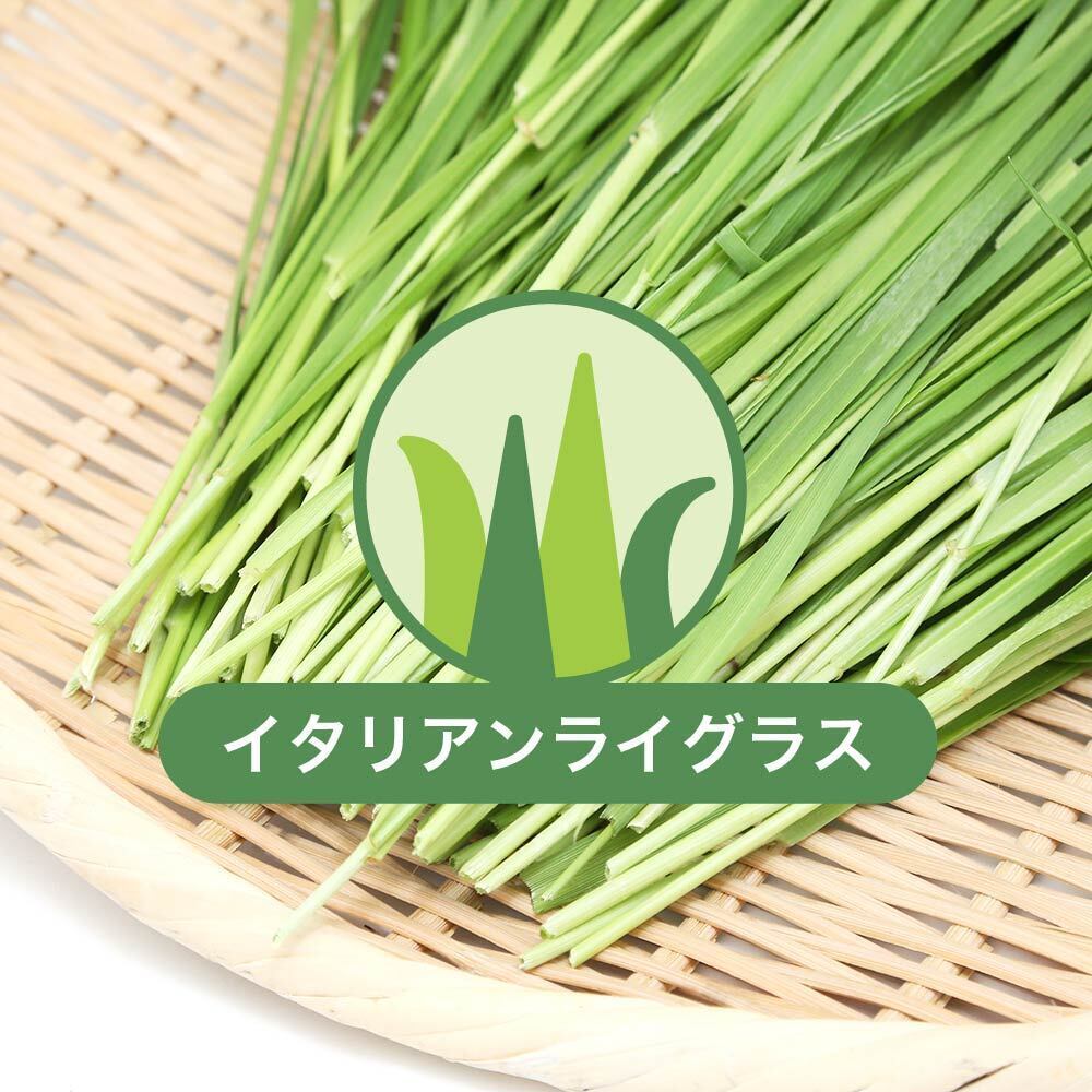 leaf_usayama's tweet photo. 4/16現在のチャームで販売中の生牧草情報です！
国産牧草＆生牧草はただ今チャームでお祭り開催中！🥳
大麦若葉は穂が出てきてしまったため、お休み中です

https://t.co/uLE04JZ9ad

#usayama #国産 #牧草 #生牧草 #自社 #おやつ #小動物 #動物 #ペット #うさぎ #モルモット #チンチラ #デグー https://t.co/J5Ceukwcru
