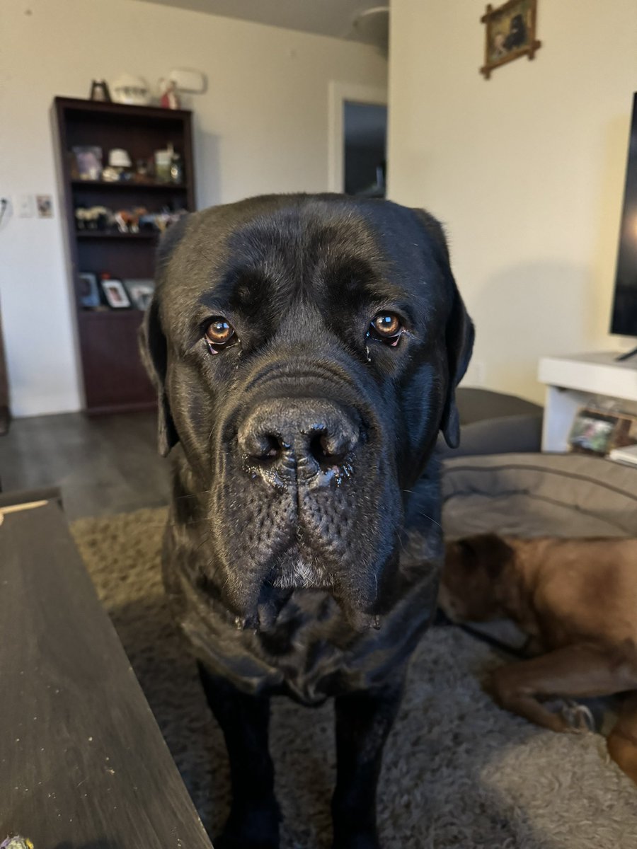 RottieCole's tweet photo. It is with very heavy and broken heart we had to say good bye to Walter at the emergency clinic. 

Please give us some time to process. We are heartbroken 💔😭💔😭💔😭 https://t.co/PLRNiVolg9