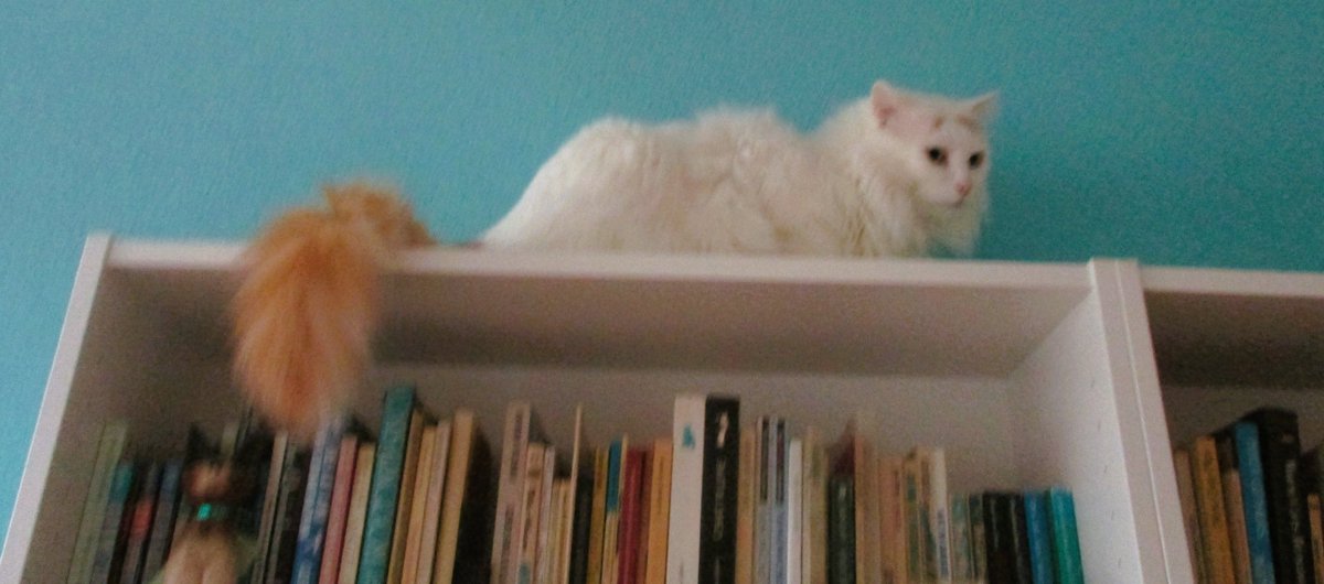 No one gets high on the bookshelf except me. The bookcase only contains cat books. Our staff collects these.
#tabbytuesday #TurkishVanCats #CatsOfTwitter