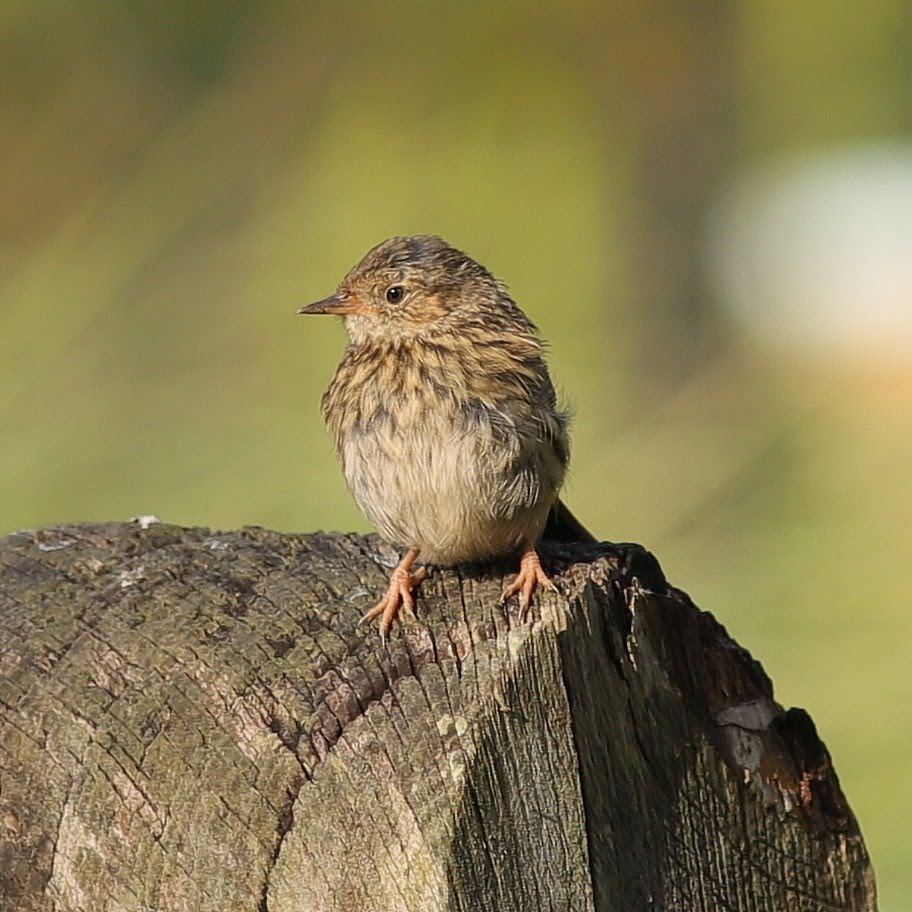 A fledgling Dunnock in the Park last July
