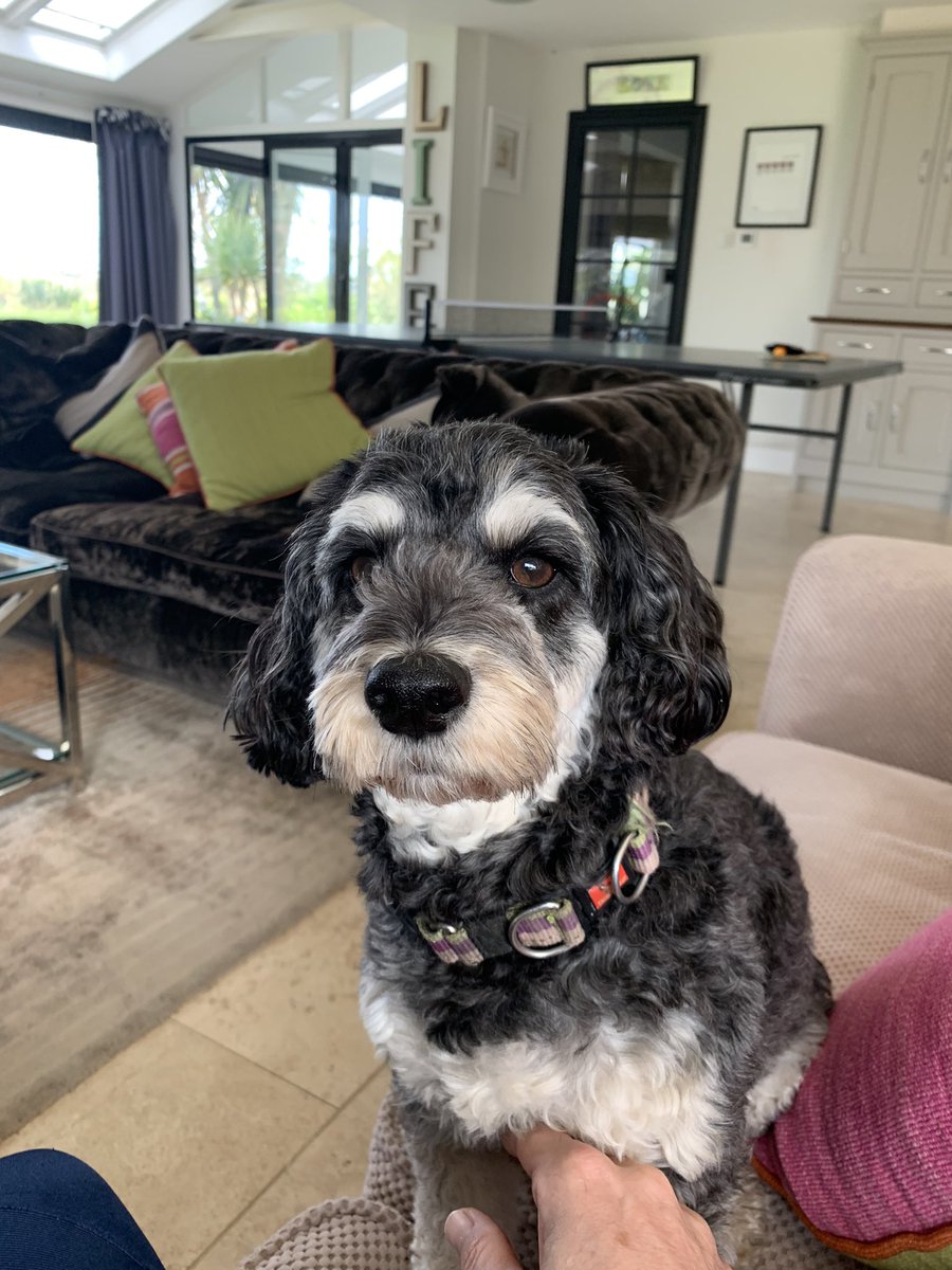 I get the most attention from Cookie when its the day the dog walker is due. “What time is Aunty Jo coming Daddy ???”