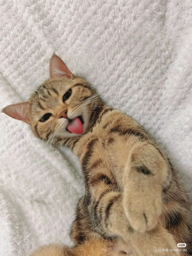 MonsterMuddzume's tweet photo. @DevourDeo Meow https://t.co/duBdjWbMAt