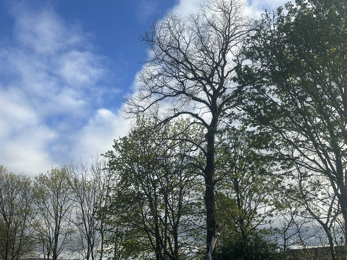 Blue skies in the countryside this morning. Wonder how long it will last! Have a great Tuesday 😃 #TreeClub